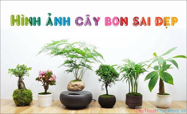 Nghệ thuật cây bon sai - Tuyển tập những hình ảnh bon sai đẹp nhất