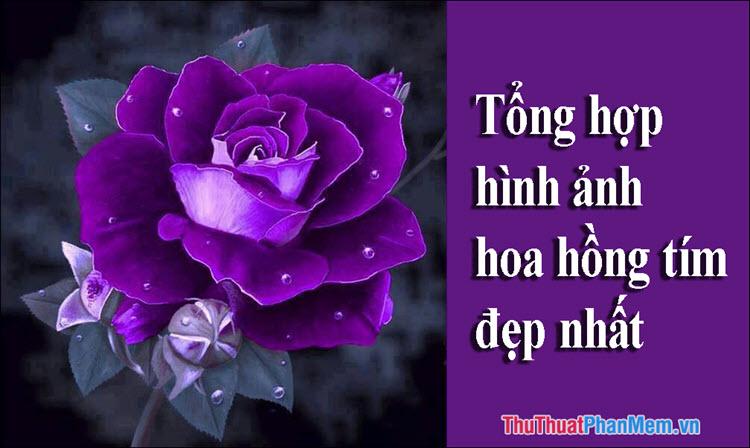 Hoa Hồng Tím - Tuyển tập những hình ảnh hoa Hồng Tím đẹp nhất