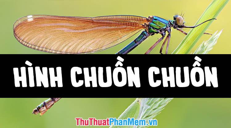 Tuyển tập những hình ảnh đẹp nhất về chú chuồn chuồn