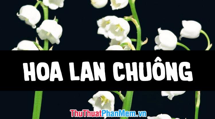 Những hình ảnh đẹp nhất về hoa lan chuông