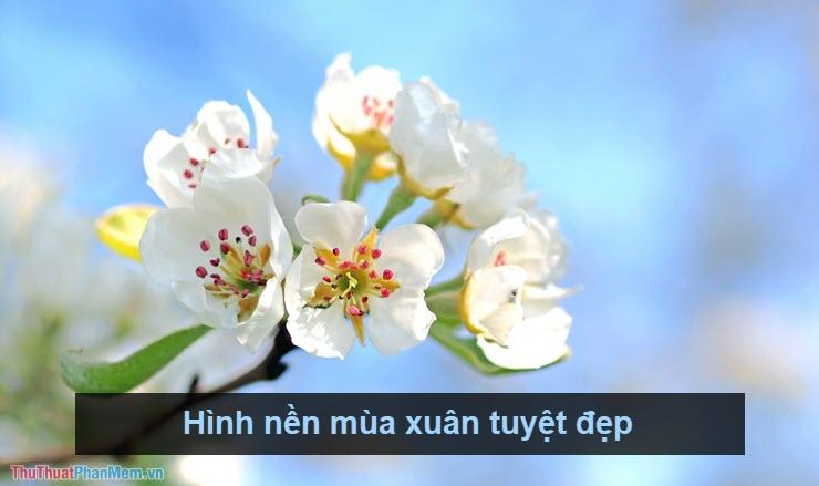 Hình nền mùa xuân đẹp mê hồn