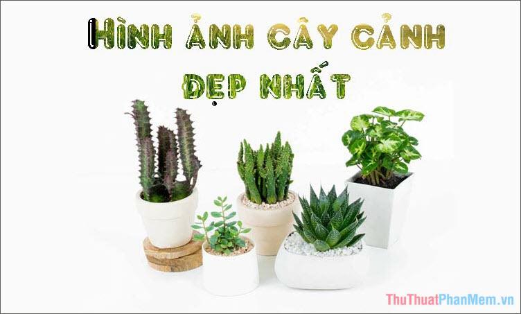 Cây cảnh đẹp - Bộ sưu tập hình ảnh những cây cảnh đẹp nhất