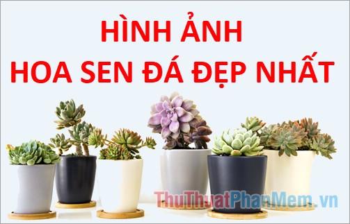 Khám phá vẻ đẹp độc đáo của hoa Sen Đá - Tuyển tập những hình ảnh hoa Sen Đá đẹp nhất, mang đến nguồn cảm hứng bất tận.