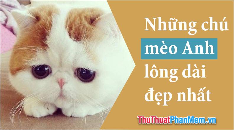 Những chú mèo Anh lông dài đẹp nhất thế giới