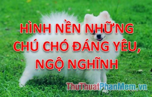 Khám phá bộ sưu tập hình nền những chú chó đáng yêu và ngộ nghĩnh dành cho máy tính của bạn