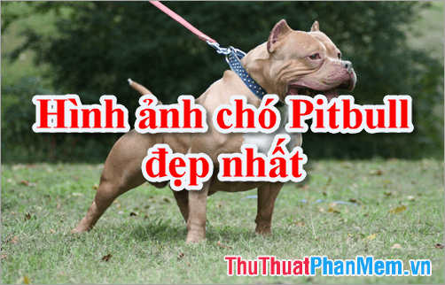 Bộ sưu tập hình ảnh chó Pitbull đẹp nhất - Khám phá vẻ đẹp của giống chó Pitbull qua những bức ảnh ấn tượng