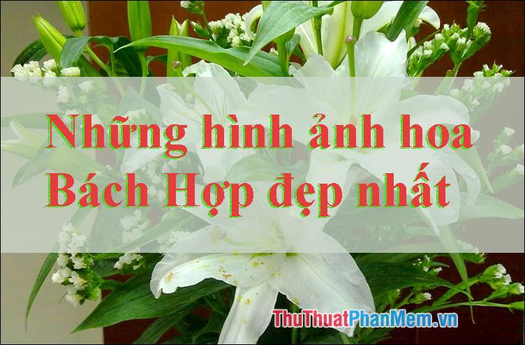 Hoa Bách Hợp - Tuyển tập những hình ảnh đẹp nhất về loài hoa thanh tao