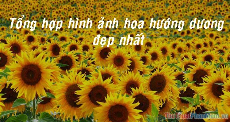 Hoa Hướng Dương - Tuyển tập những hình ảnh đẹp nhất về loài hoa mặt trời