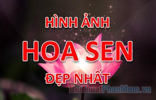 Tổng hợp những hình ảnh đẹp nhất về hoa Sen - Loài hoa tượng trưng cho sự thanh cao