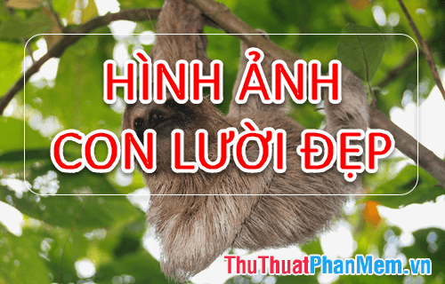 Khám phá hình ảnh loài lười - Tuyển tập những bức ảnh đẹp nhất về loài lười