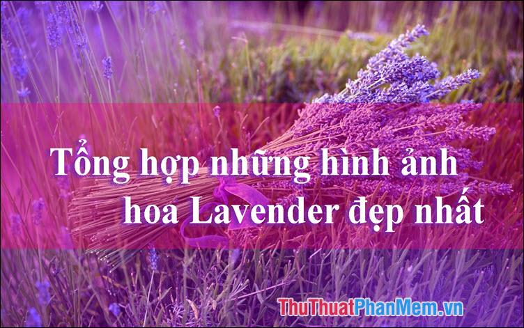 Hoa Lavender - Tuyển tập những hình ảnh Lavender đẹp nhất