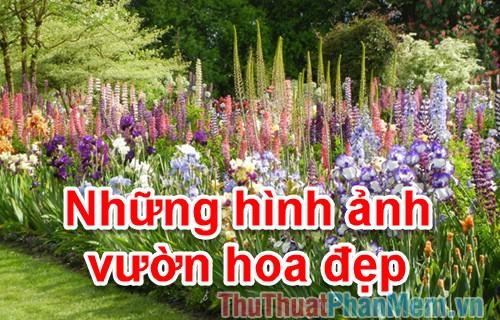 Vườn hoa lộng lẫy - Tuyển tập hình ảnh vườn hoa đẹp nhất