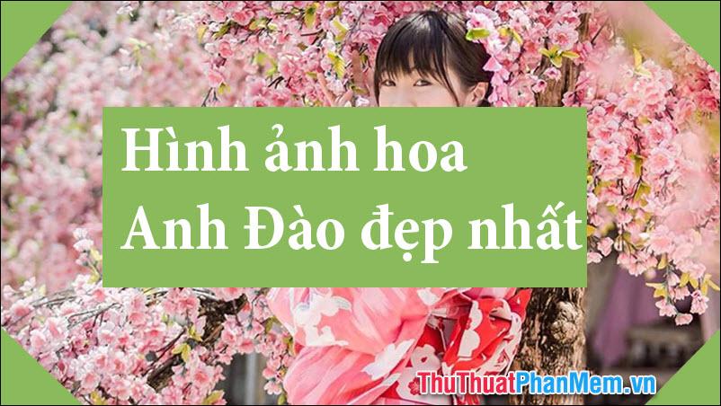 50+ Hình ảnh hoa Anh Đào - Tuyển tập những bức ảnh đẹp nhất về hoa Anh Đào Nhật Bản