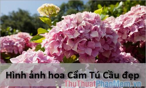 Hoa Cẩm Tú Cầu - Tuyển tập hình ảnh đẹp mê hoặc về loài hoa đầy ý nghĩa