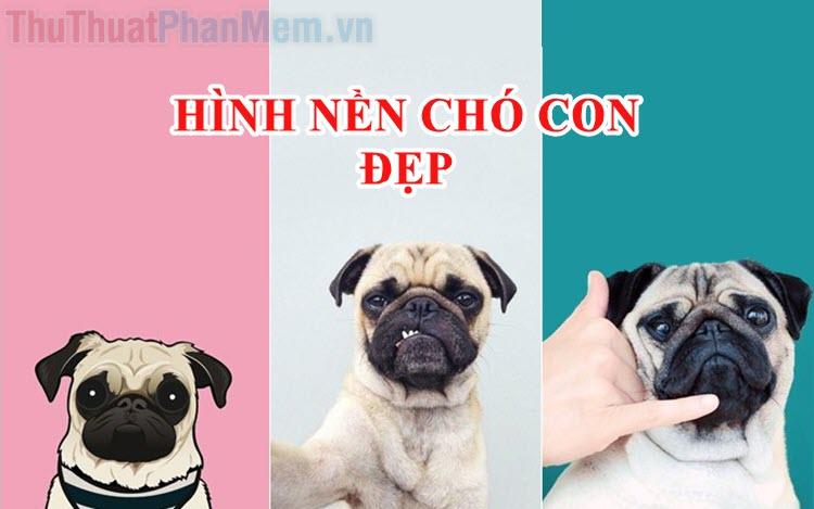 Hình nền chó con - Sự ngọt ngào thuần khiết