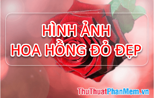 Hình ảnh hoa Hồng đỏ - Bộ sưu tập những hình ảnh hoa Hồng đỏ đẹp nhất, mang đến vẻ đẹp quyến rũ và đầy cảm xúc.