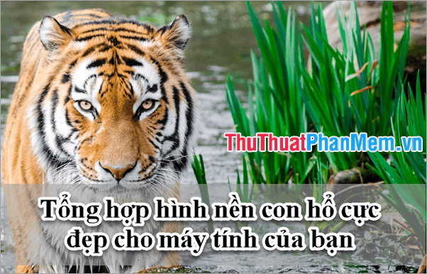 Bộ sưu tập hình nền hổ ấn tượng dành cho máy tính của bạn