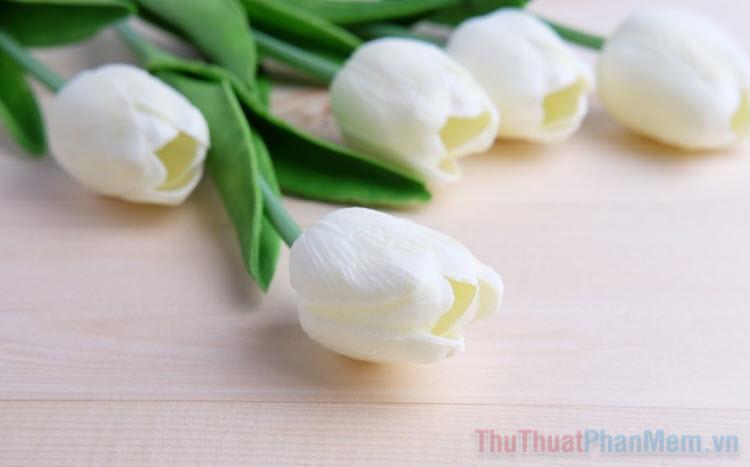 Hình ảnh hoa Tulip trắng mang vẻ đẹp tinh khiết và thanh tao, khiến người xem ngỡ ngàng.