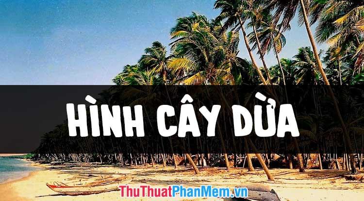 Những hình ảnh cây dừa đẹp nhất