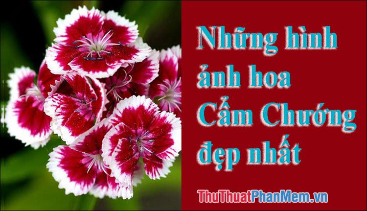 Hoa Cẩm Chướng - Tuyển tập những hình ảnh đẹp nhất về loài hoa quyến rũ