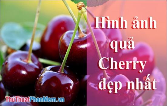 Quả Cherry - Tuyển tập những hình ảnh đẹp nhất về loại quả quý