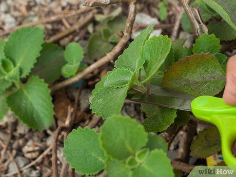 Cách Làm thuốc trị ho từ lá oregano