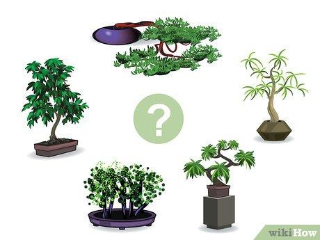 Hướng dẫn Tự Trồng Cây Bonsai