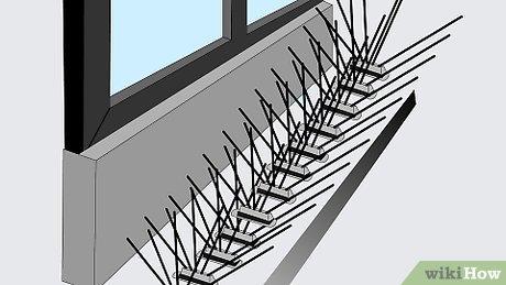 Phương pháp xua đuổi chim bồ câu hiệu quả