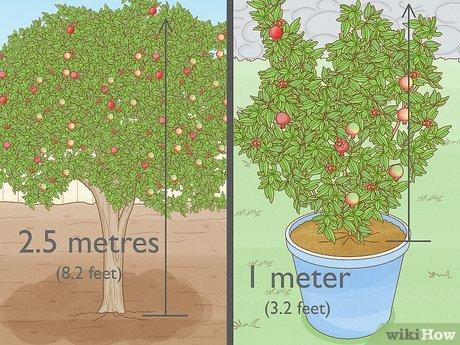 Hướng dẫn trồng cây lựu