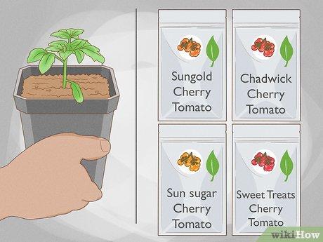 Hướng dẫn Trồng cà chua bi