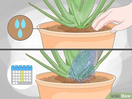 11 lý do khiến lá nha đam rủ xuống và cách khắc phục hiệu quả