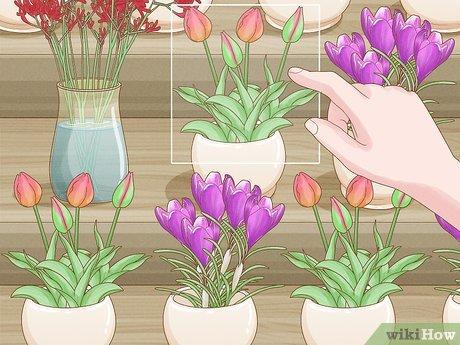 Bí quyết giữ hoa tulip tươi lâu sau khi cắt