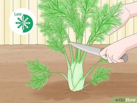 Bí quyết thu hoạch cây thì là hiệu quả