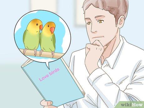 Bí quyết nhân giống vẹt lovebird