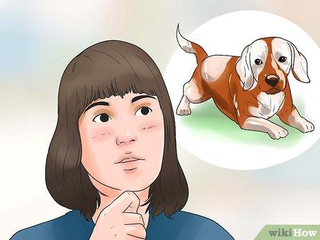 Hướng dẫn Chăm sóc chó săn thỏ (Beagle)