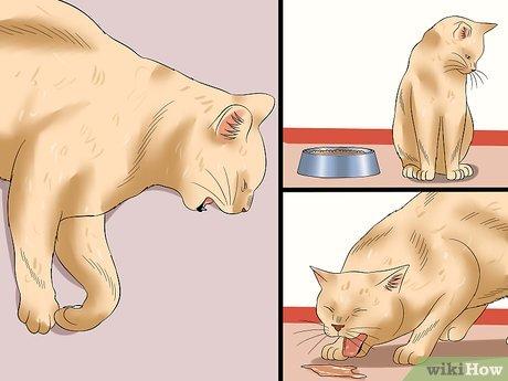 Cách nhận biết mèo mắc bệnh dại