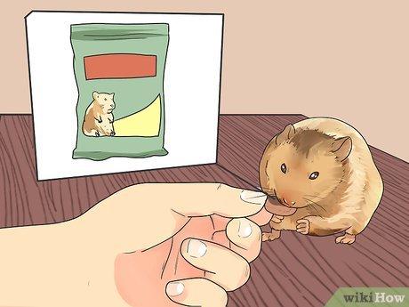 Hướng dẫn chi tiết cách cho chuột hamster lùn ăn