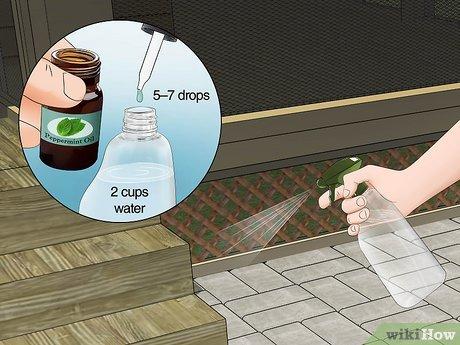 Cách ngăn chặn nhện xâm nhập vào sân nhà