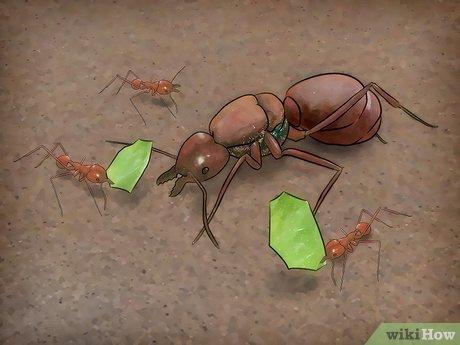 Hướng Dẫn Nhận Diện Kiến Chúa