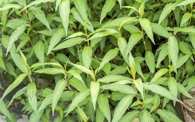 Mẹ sau sinh có thể ăn rau răm không? Liệu ăn rau răm có ảnh hưởng đến lượng sữa không?