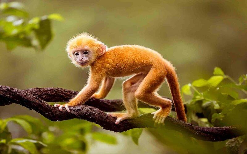 Sinh năm Giáp Thân 2004 thuộc mệnh gì? Ai là người tương hợp, màu sắc nào là tốt nhất cho họ? Cùng khám phá những điều thú vị về những người sinh năm Giáp Thân 2004 qua bài viết này.