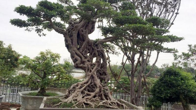 Cây si: Tìm hiểu ý nghĩa phong thủy, phương pháp trồng và cách chăm sóc cây si để thu hút tài lộc và may mắn cho không gian sống.