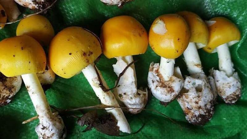 Nấm trứng gà là một loại nấm đặc biệt, giá trị cao khiến nhiều người phải ngạc nhiên, với mức giá gần nửa triệu đồng mỗi kilogram. Vậy điều gì đã tạo nên sự khác biệt này?