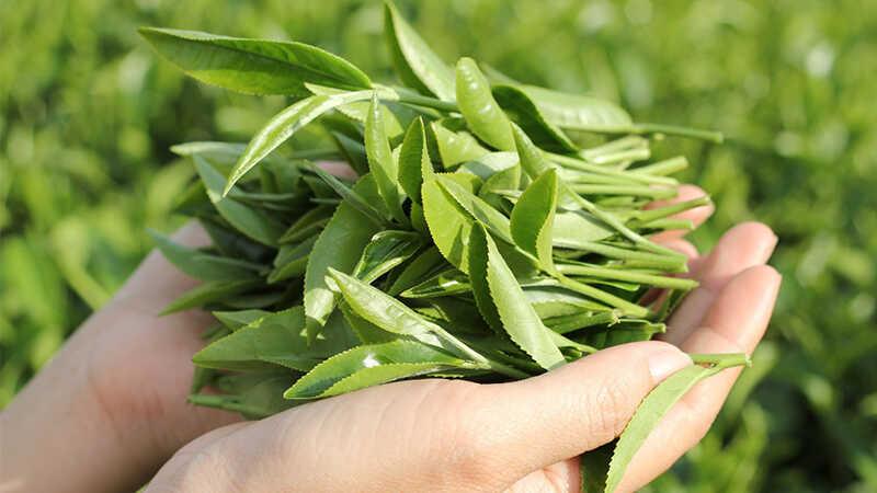 Trà hữu cơ là gì? Và tại sao những loại trà của Vherbs lại thu hút sự quan tâm của nhiều người? Hãy cùng khám phá những bí mật về trà hữu cơ trong bài viết này nhé.