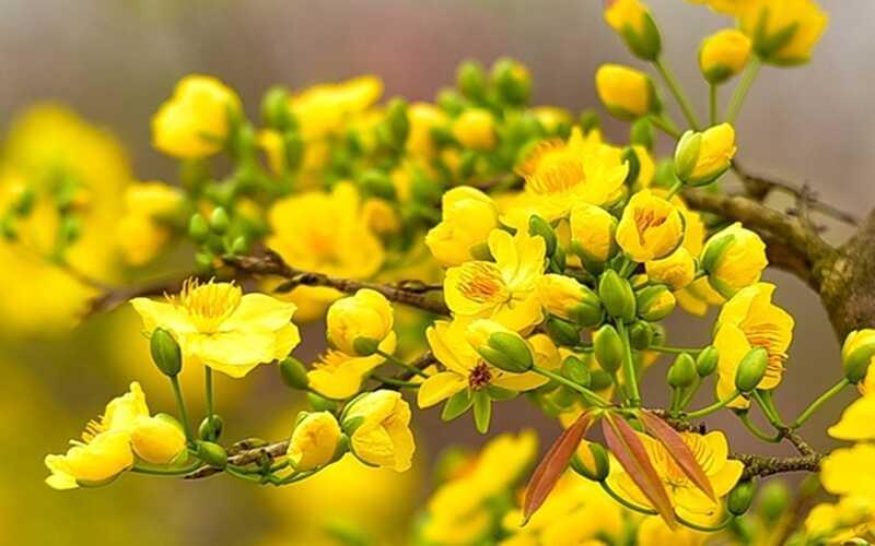 Những địa chỉ mua cây mai đẹp, đa dạng về kích thước và kiểu dáng tại TP. HCM