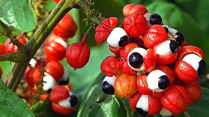 Guarana là một loại thảo dược quý, với nhiều tác dụng hữu ích đối với sức khỏe. Vậy, guarana thực sự mang lại những lợi ích gì?