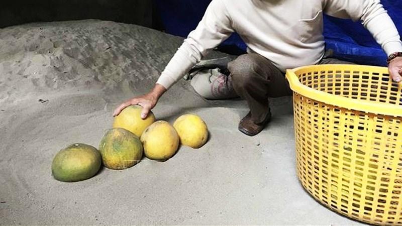 Khám phá bí quyết bảo quản bưởi tươi lâu dài, giữ trọn vẹn hương vị và chất lượng mà không cần quá cầu kỳ.