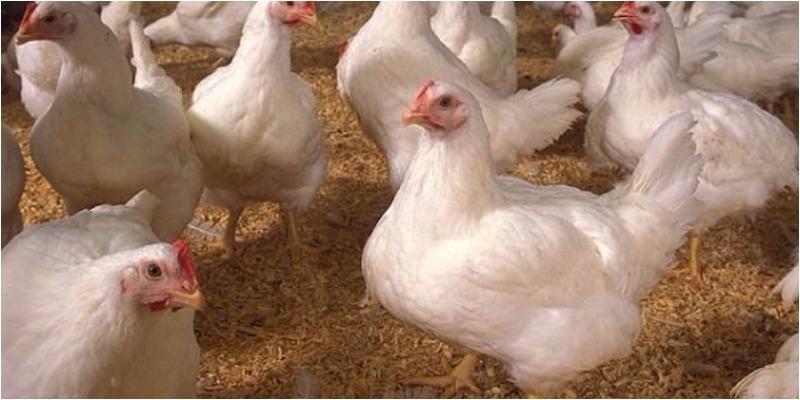 Mẹo chế biến thịt gà công nghiệp thơm ngon và dai như gà ta