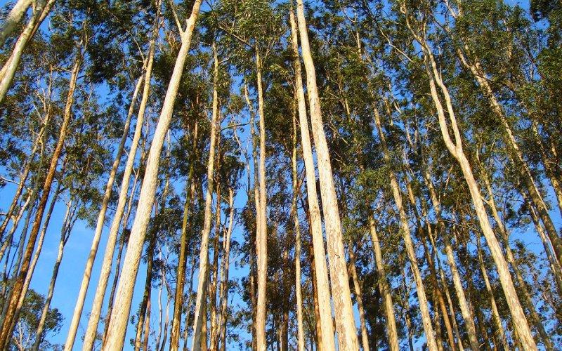 Cây bạch đàn: Ý nghĩa, hình ảnh, cách trồng và chăm sóc hiệu quả tại nhà