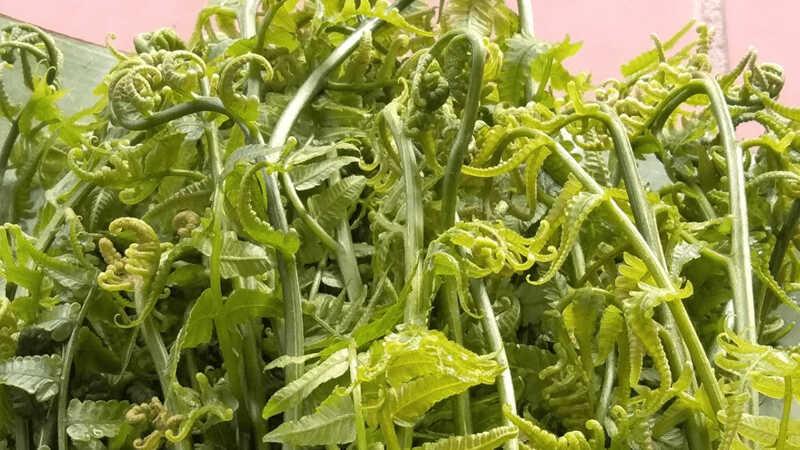 Khám phá 15 loại rau rừng nổi bật và được yêu thích nhất tại Việt Nam